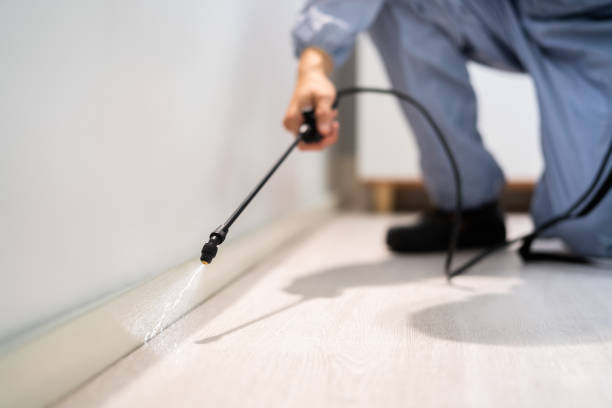Licensed Wasp Removal service in Shelby, MI - Show Me Pest Control